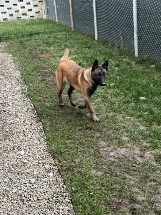 Donez pui de Malinois ciobanesc german de 5 luni