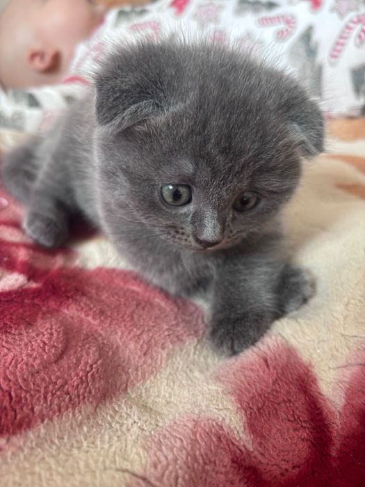 Шотландский котенок