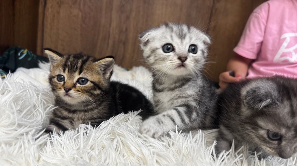 Продам шотландских котят