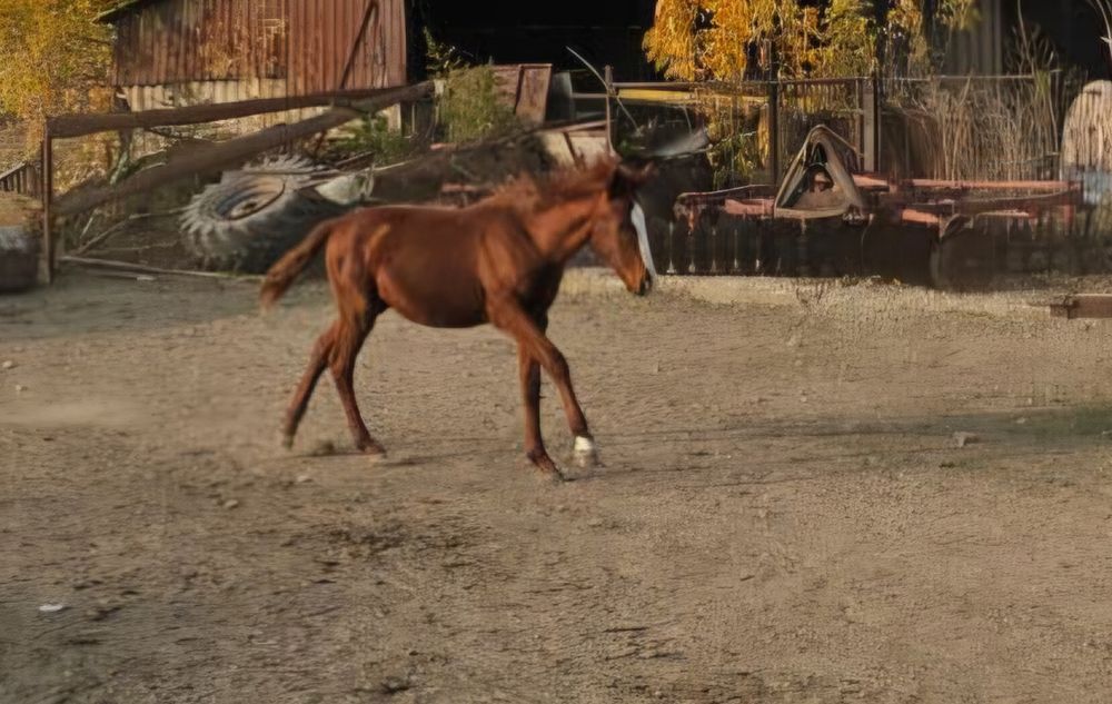 Продам жеребят полуторагодовалых