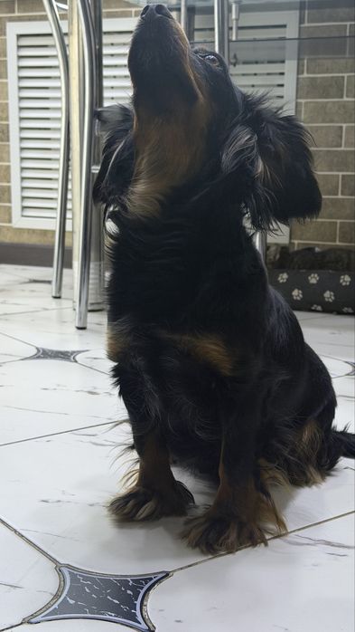 Щенок маленький. Собака