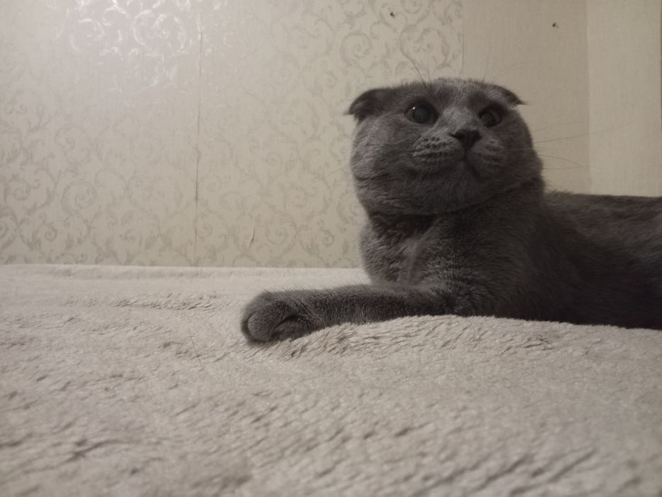 Отдам кошку Даром