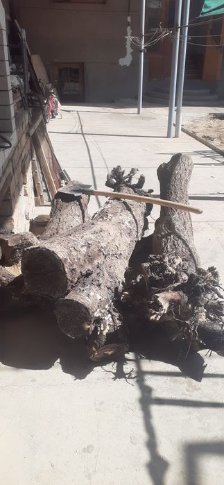 Утин гилос дарахти куриган шу туриши хаммаси 40000сум