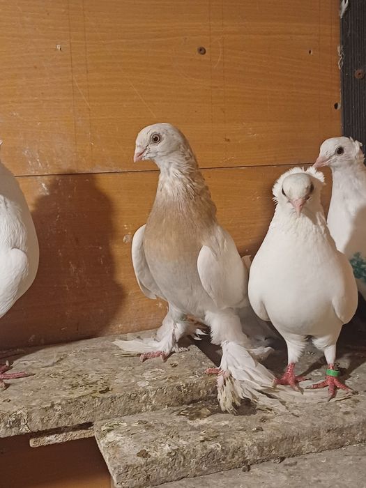 Голуби бакинские