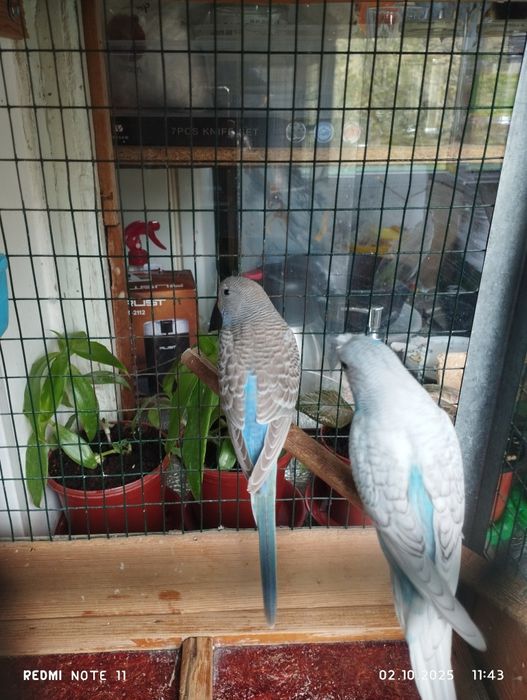 Продаю валнистых , Молодые попугай.