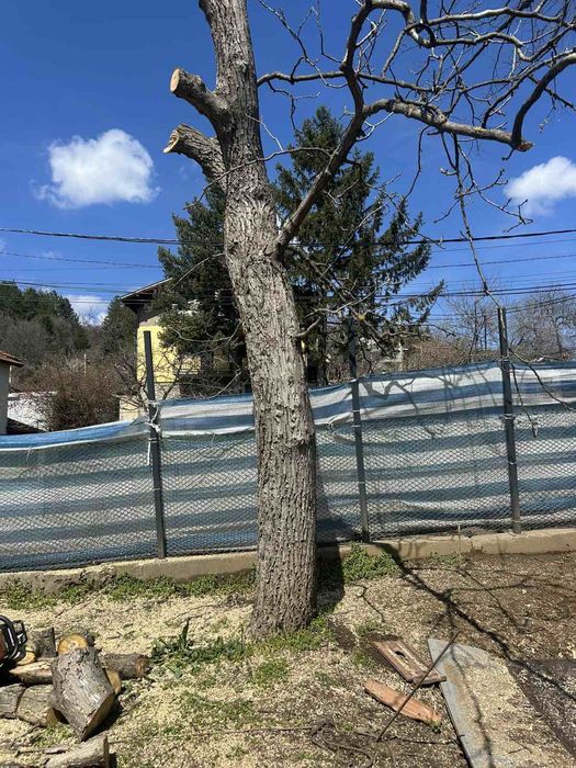 Орех за дървен материал