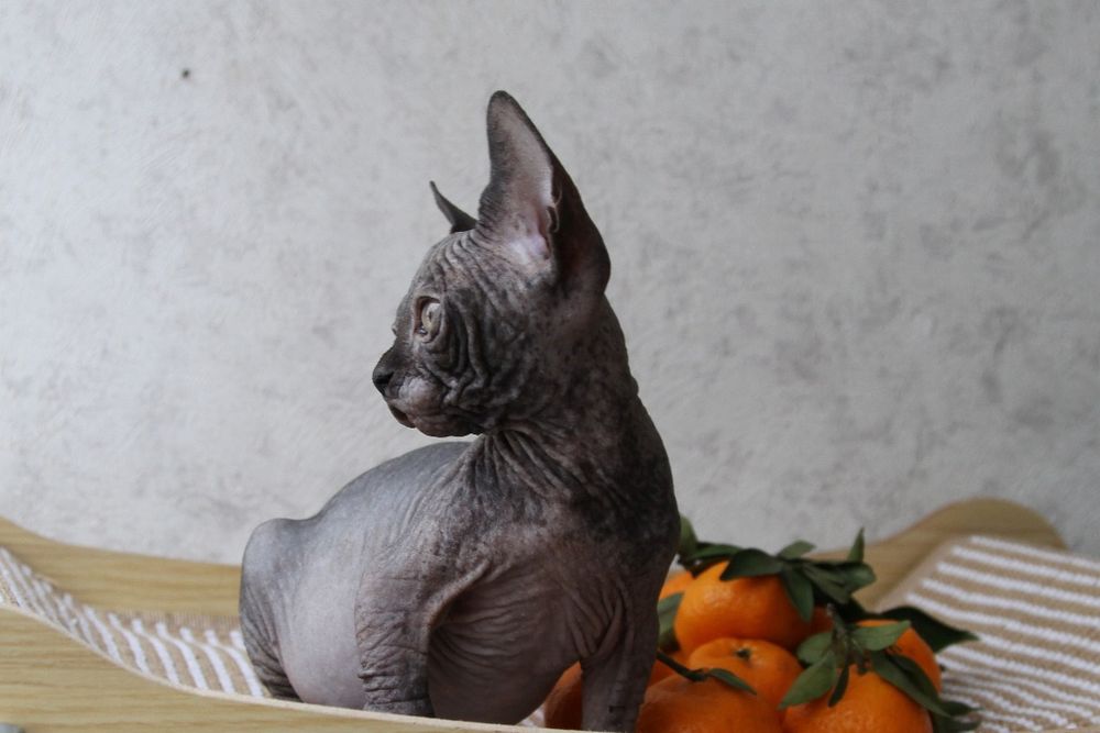 Котята сфинксы .