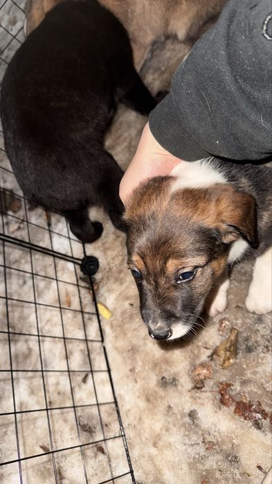 Отдам щенков бесплатно