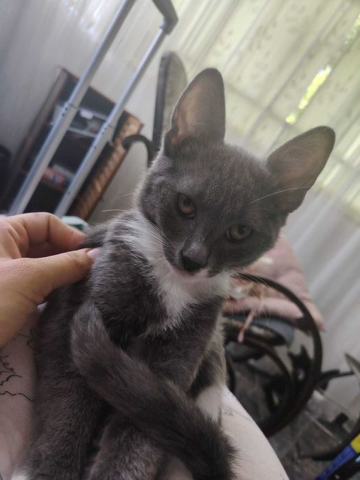 Dau spre adopție motanei