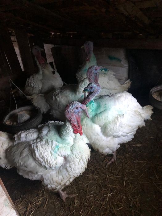 Vînd curcani de carne crescuți cu cereale la curte