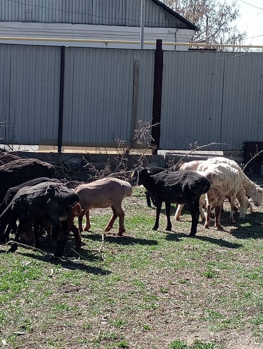 Койлар  сатылады