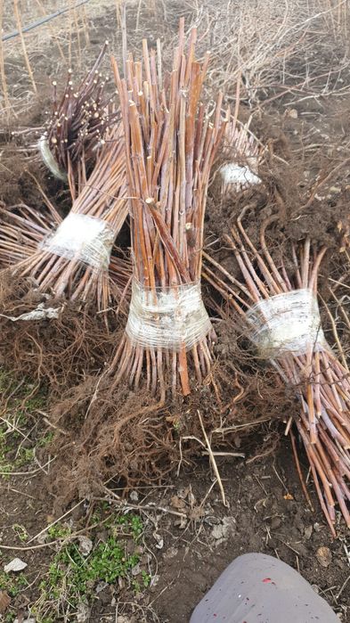 Plante zmeur, mur, afin