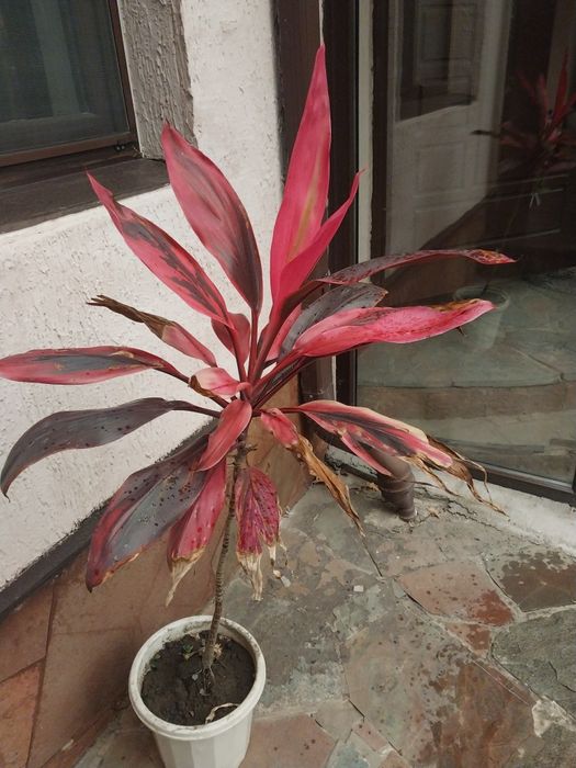 Комнатные растения Крупномеры лимон,монстера