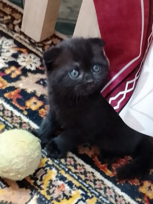 Котята вислоухие