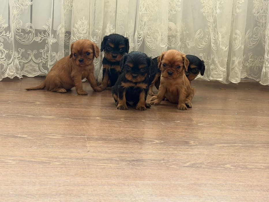 Продаются  щенки