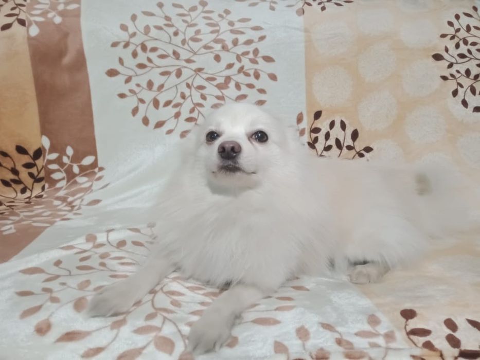 Немецкий шпиц вязка