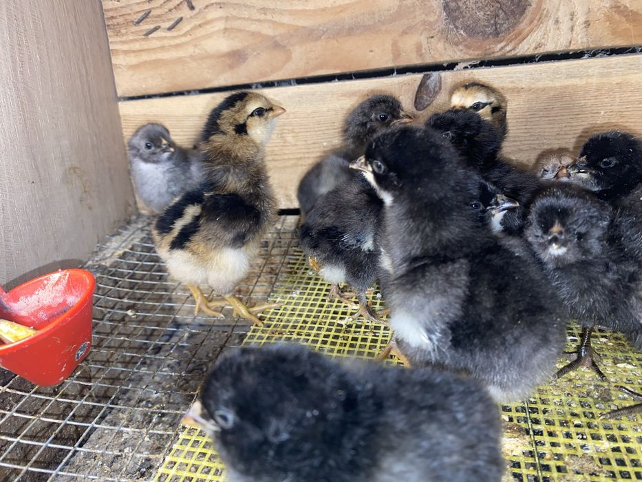 Pui araucana si australorp