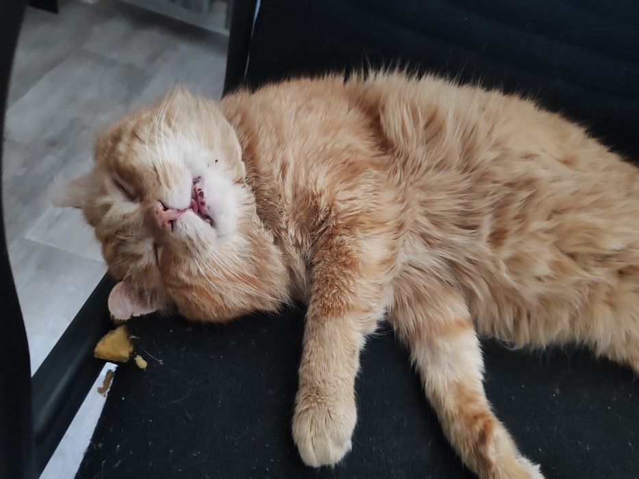 Отдам кота в добрый руки