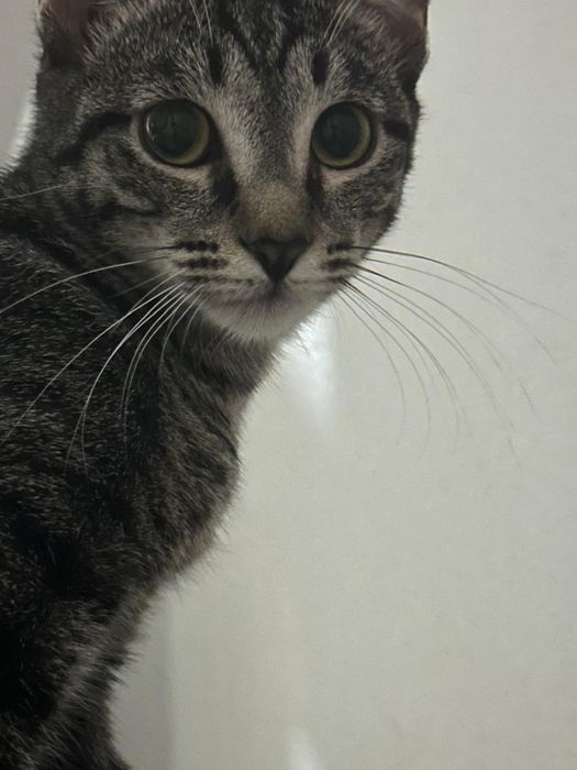 Отдам Бенгалку полукровку