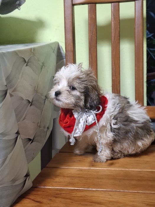 Catelus bishon maltez