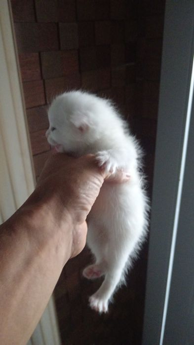 Котята домашние для