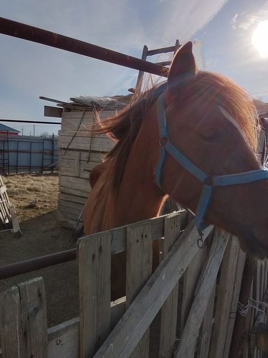 Бие сатылады. Срочно сатылады