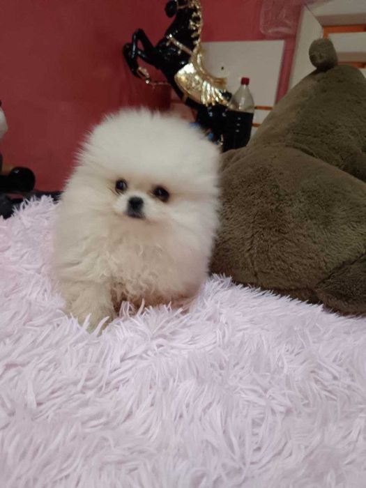 Померан момчета от елитни родители