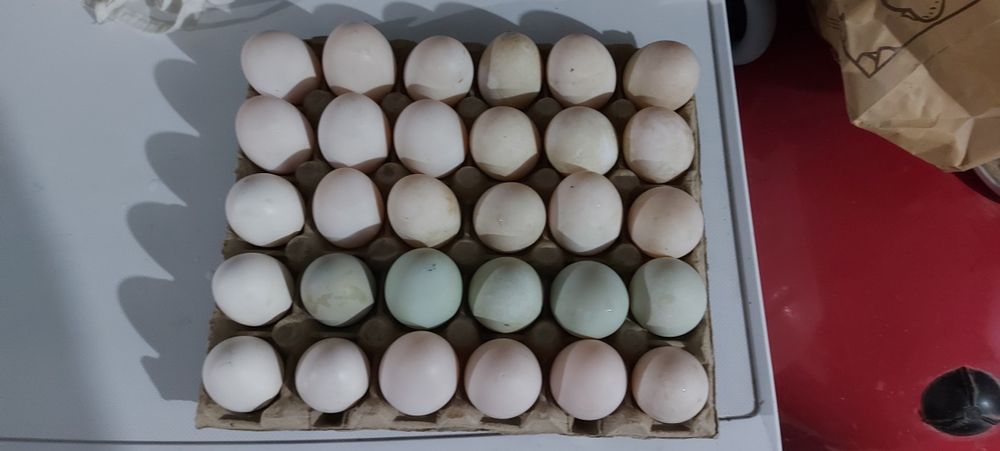 Rațe si  găini crescute în libertate