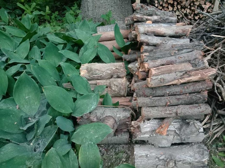 Дрова садовых деревьев