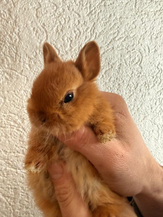 Iepuri pitici albii
