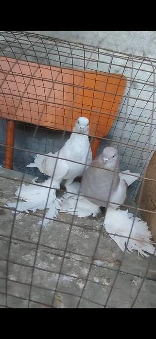 Голуби на гребле