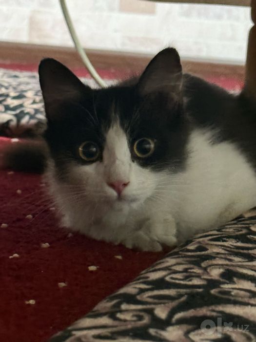 Котик, около 5 месяцев, ищет добрые руки!