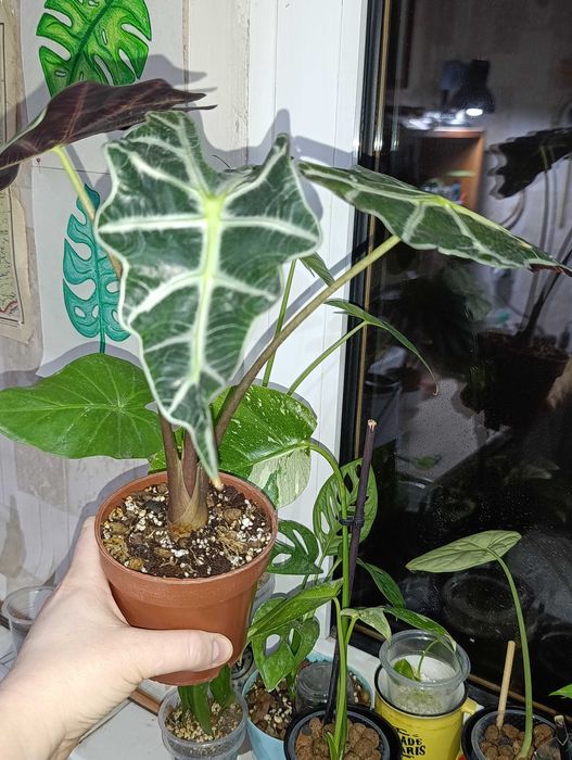 Алоказия Полли +3 клубня,можно обмен