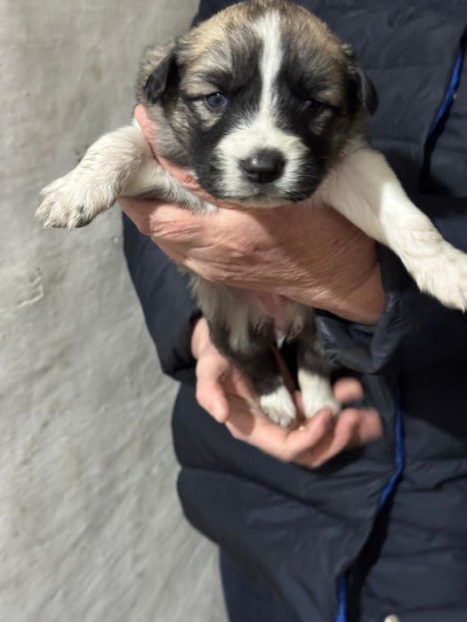 Отдам щенят в добрые руки