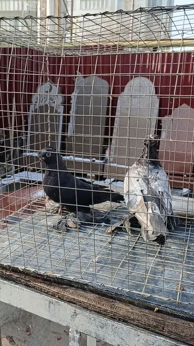 Голуби челкарь и жучка