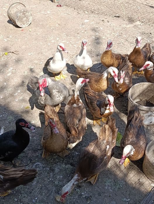 Продам молодых индоуток