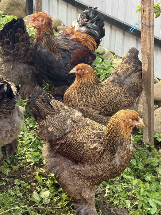 Familie Brahma Potârnichiu