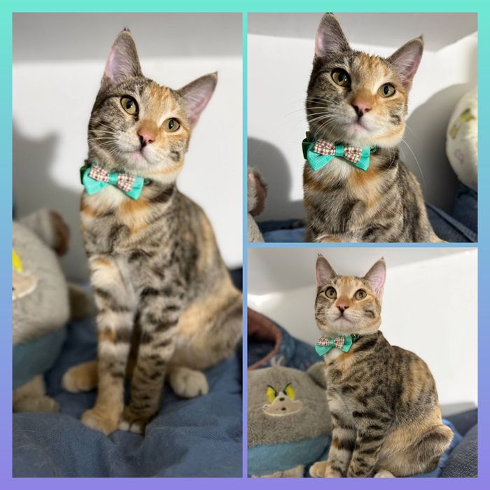 Кошечка в ответственный дом