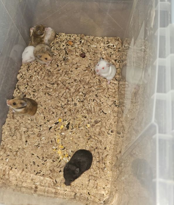 Продам сирийских хомяков, ЧИТАЙТЕ ОПИСАНИЕ!