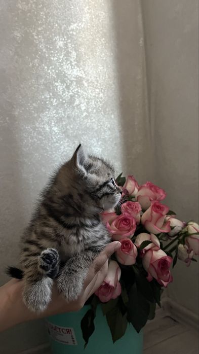Британский котенок,вислоухие