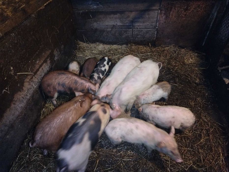 Продам паросят не дорого