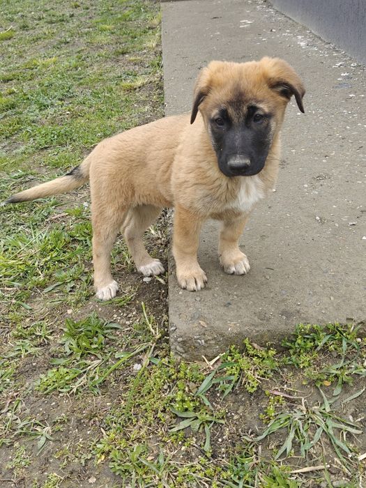 Donez cățelușa Metis Malinois