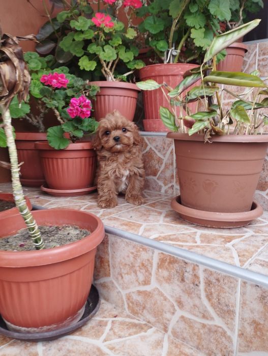 Кавапу Cavapoo .