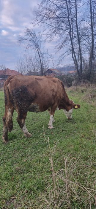 Vaca Baltată romaneasca de 5 ani, gestanta 6.5 luni