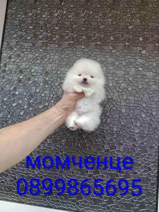 Прекрасни мини Померани !