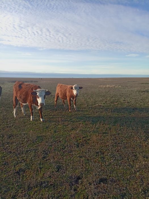 1.5 жастык букалар