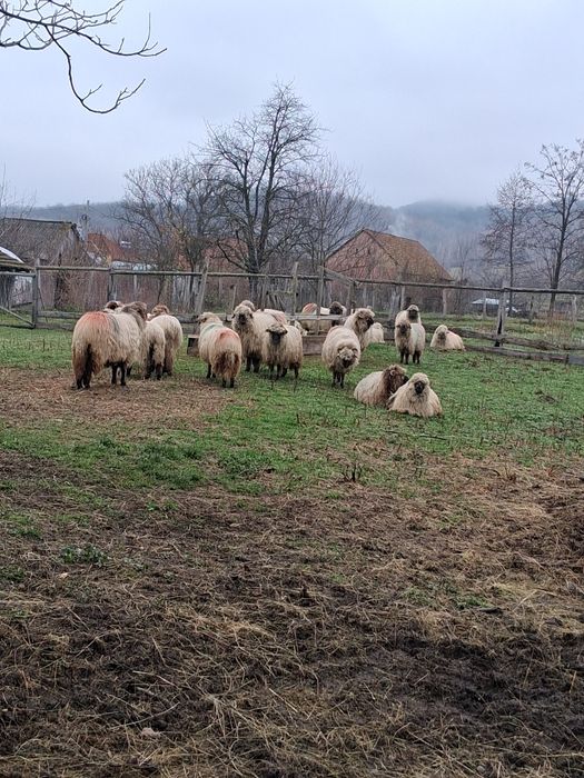 Oi bucalai de vanzare