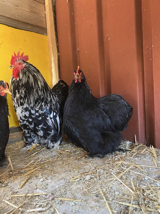 Familie cochin pitic negru bobat 1+2