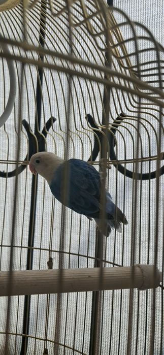 Lovebird nar zotdor
