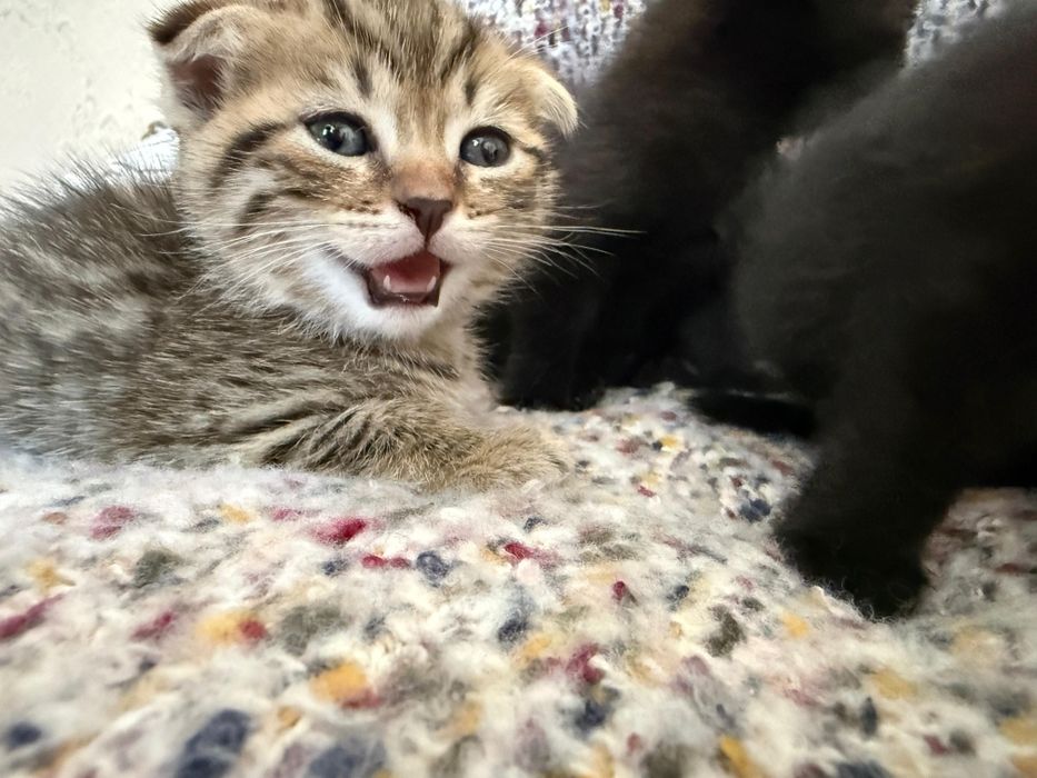 Продам котят в хорошие руки